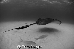 Stingray City by Tom Meyer 
